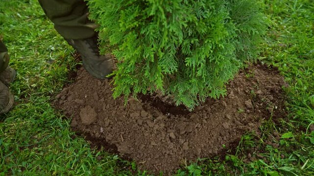 Professional gardener planting a small green coniferous tree in the backyard, carefully adding soil with a shovel and compacting the ground with his foot for proper root establishment