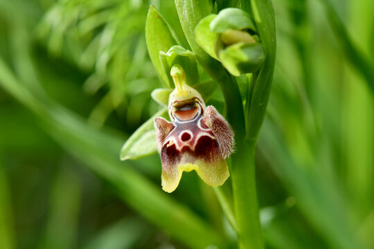A vibrant macro front view of the rare, endemic Cyprus Bee Orchid (Ophrys kotschyi) in mid-bloom.