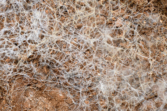 Detailed overhead view of a thick, white network of fungal mycelium spreading across dark brown soil.