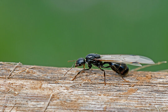 A close-up macro side profile shot capturing a winged queen ant (alate) crawling along a textured wooden log.