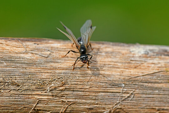A close-up macro shot from a slightly elevated front angle showing a winged queen ant (alate) on a weathered wooden log.