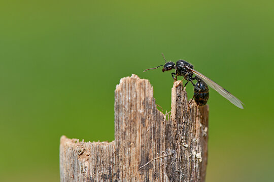 A close-up macro side view of a winged queen ant (alate) perched on the jagged, broken tip of a weathered wooden stick.
