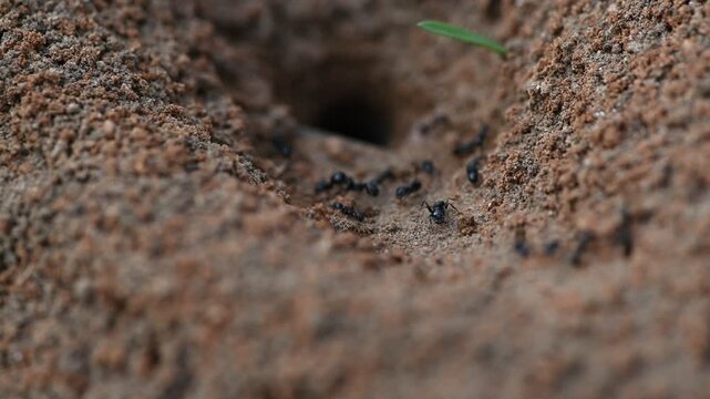 Close-up of an anthill with numerous ants actively moving in and out of their nest entrance in the ground. Wildlife photography capturing detailed insect behavior in nature.
