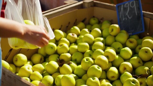 Customer carefully choosing fresh green apples at local farmers market, supporting local agriculture and conscious grocery shopping for natural seasonal produce.