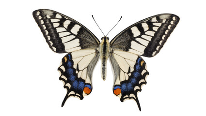 Detailed swallowtail butterfly with black white blue and orange markings, isolated on transparent background © Hans