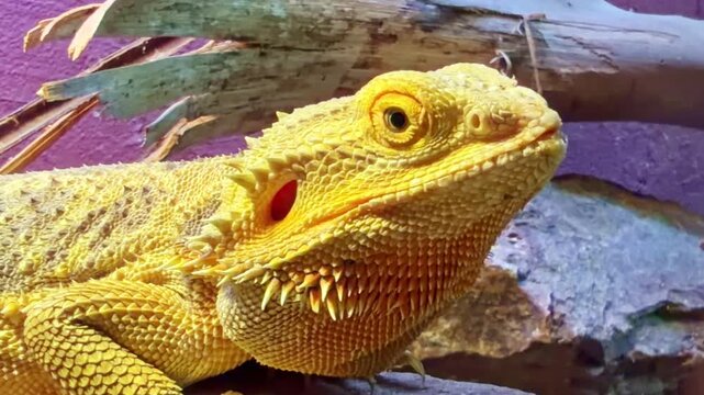 Close-up of a yellow bearded dragon face revealing intricate scale detail