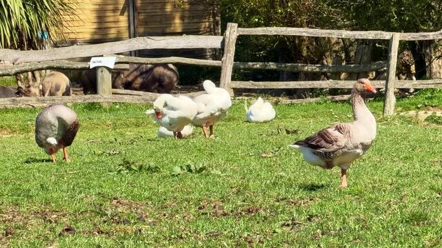 White and grey geese preen on a green lawn while pigs move in the background