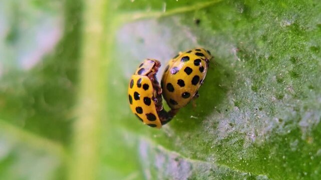 Two Harlequin ladybirds mate on a textured green leaf as the male moves