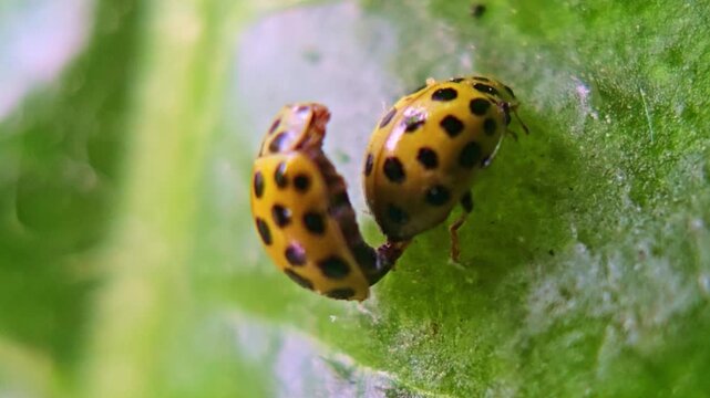 Extreme macro reveals vivid spots of two yellow Harlequin ladybirds mating