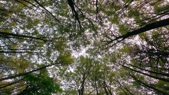 Looking upward through lush green foliage and branching tree trunks shows calm forest ceiling for meditation environmental travel and natural background footage