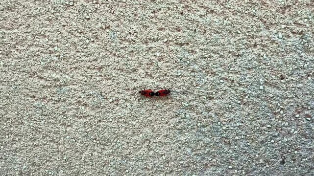 Two mating firebugs on a rough concrete surface filmed from directly above