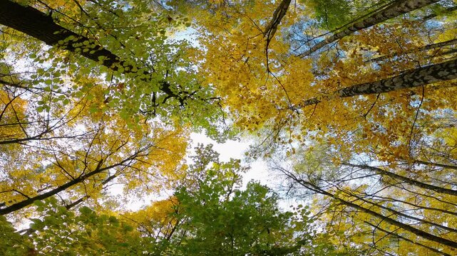 Overhead looking forest shot captures yellow autumn foliage green leaves and slim tree trunks against pale sky for nature travel ecology and wellness visuals