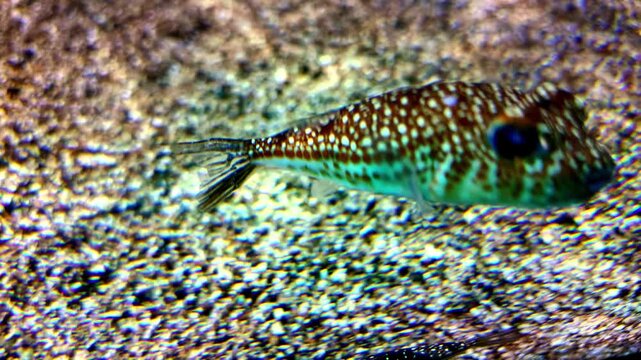 Spotted pufferfish gliding across sandy underwater tropical marine habitat