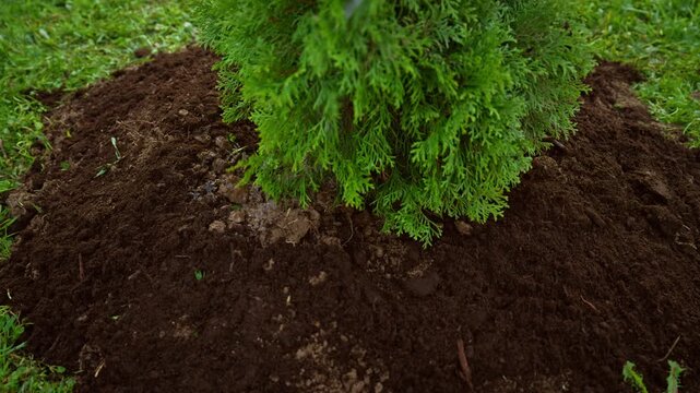 Gardener watering a freshly planted thuja tree with a watering can in a lush green backyard, providing essential care and moisture for the young coniferous evergreen plant to thrive