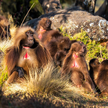 Troop of Gelada, gelada baboon, the bleeding-heart monkey, in Simien National Park, world heritage site in the Ethiopian Highlands