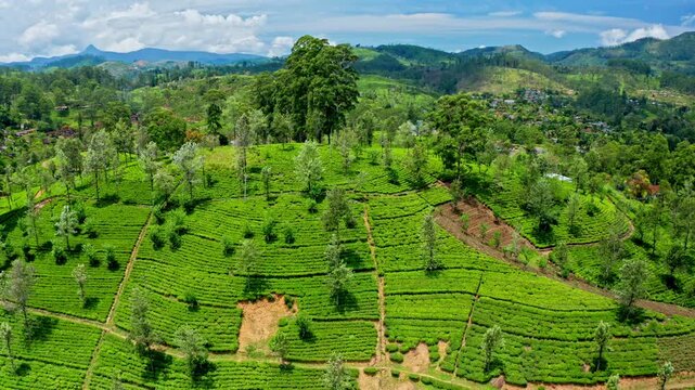 Cinematic aerial drone shot of Sri Lanka tea estates with dense green plantations and structured rows across rolling highland terrain.