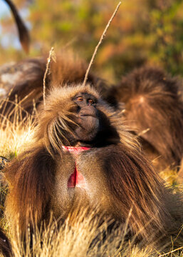 Male Gelada, gelada baboon, the bleeding-heart monkey, in Simien National Park, world heritage site in the Ethiopian Highlands