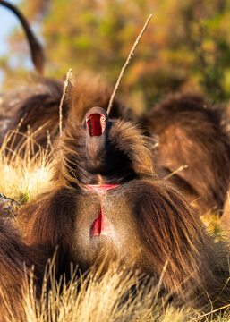 Male Gelada, gelada baboon, the bleeding-heart monkey, in Simien National Park, world heritage site in the Ethiopian Highlands