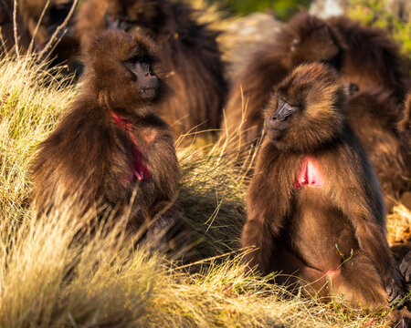 Gelada, gelada baboon, the bleeding-heart monkey, in Simien National Park, world heritage site in the Ethiopian Highlands