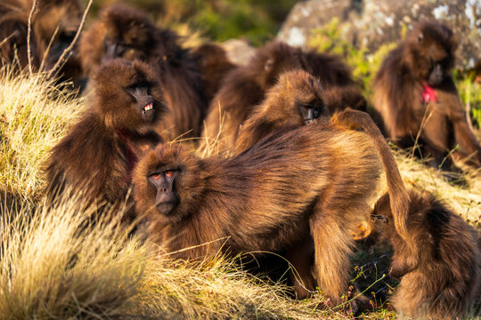 Gelada, gelada baboon, the bleeding-heart monkey, in Simien National Park, world heritage site in the Ethiopian Highlands