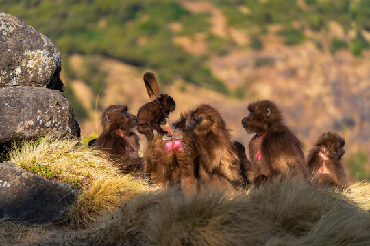 Gelada, gelada baboon, the bleeding-heart monkey, in Simien National Park, world heritage site in the Ethiopian Highlands
