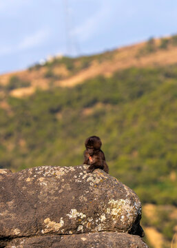 Gelada, gelada baboon, the bleeding-heart monkey, in Simien National Park, world heritage site in the Ethiopian Highlands