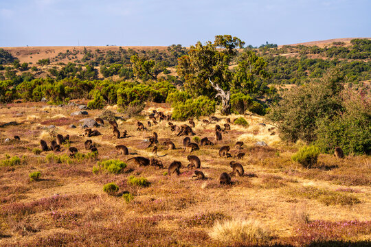 Gelada, gelada baboon, the bleeding-heart monkey, in Simien National Park, world heritage site in the Ethiopian Highlands