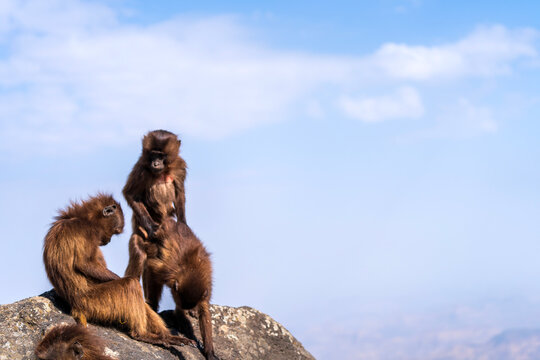 Gelada youngters play copulating. Gelada baboon, the bleeding-heart monkey, in Simien National Park, world heritage site in the Ethiopian Highlands