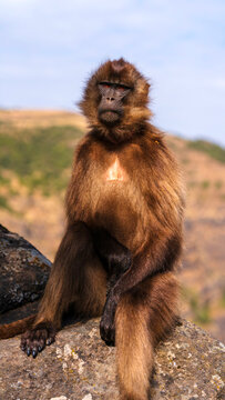 Gelada, gelada baboon, the bleeding-heart monkey, in Simien National Park, world heritage site in the Ethiopian Highlands