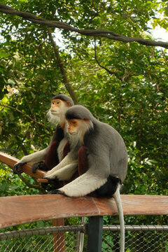 Two Red-shanked Douc Langur primates sitting together on wooden railing in tropical wildlife sanctuary