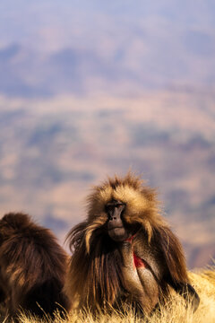 Gelada, gelada baboon, the bleeding-heart monkey, in Simien National Park, world heritage site in the Ethiopian Highlands