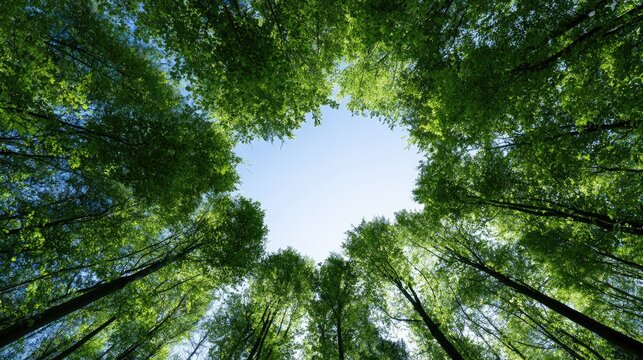 Looking up through a canopy of vibrant green leaves to a bright blue sky