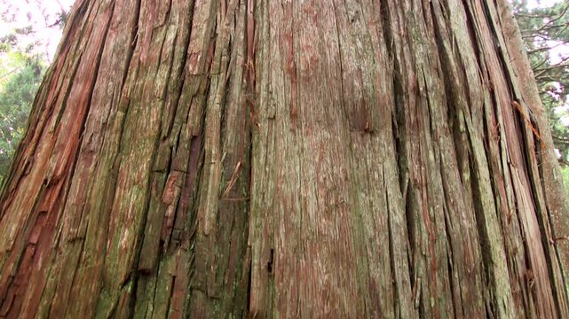 戸隠神社奥社　参道の杉並木