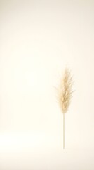 Obraz premium Single pampas grass stem with a light beige background