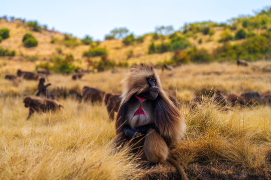 Male Gelada, gelada baboon, the bleeding-heart monkey, in Simien National Park, world heritage site in the Ethiopian Highlands