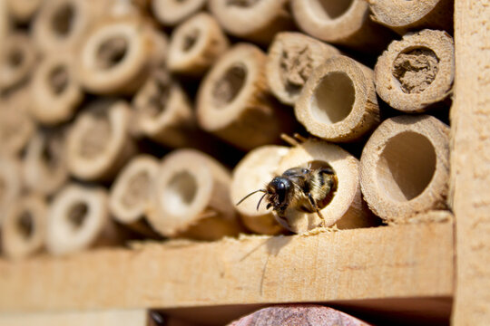 Red mason bee at insect hotel