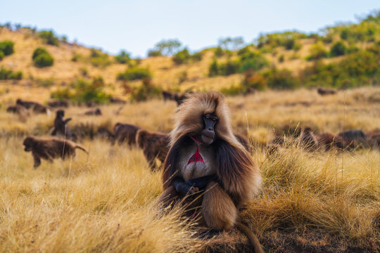 Male Gelada, gelada baboon, the bleeding-heart monkey, in Simien National Park, world heritage site in the Ethiopian Highlands