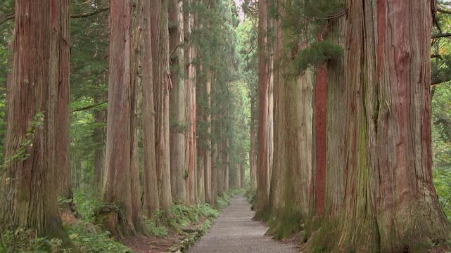 戸隠神社奥社　参道の杉並木