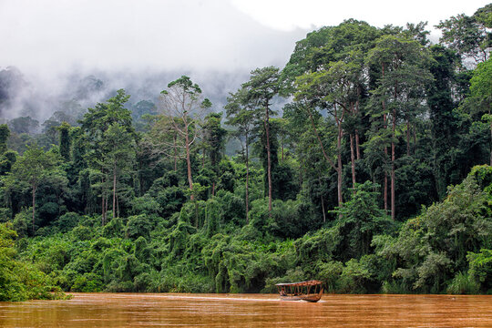 Malaysia, Pahang, Taman Negara National Park, jungle at Sungai Tembeling