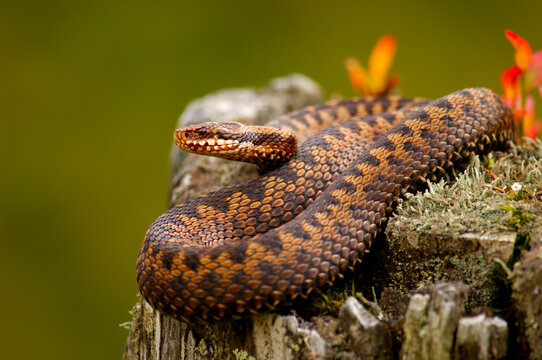 Adder, common viper, vipera berus