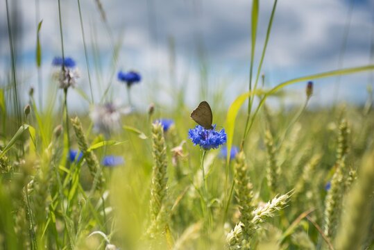 Corn flower in wheat field
