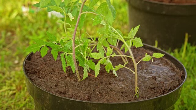 Fresh water quickly absorbing into the dry soil of a young tomato seedling growing in a black plastic pot, providing essential nutrients and hydration for healthy plant development in a garden