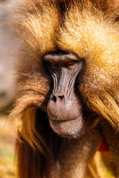 Male Gelada, gelada baboon, the bleeding-heart monkey, in Simien National Park, world heritage site in the Ethiopian Highlands