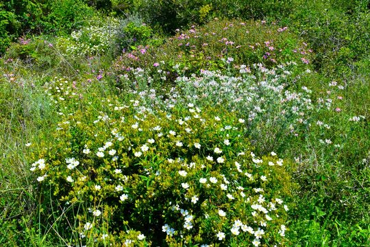 Mediterranean flowering shrub vegetation with white blooming narrow-leaved cistus (Cistus monspeliensis)