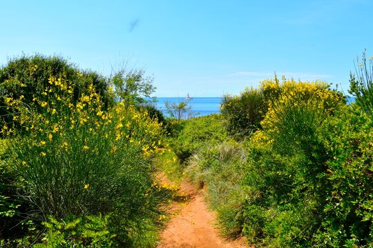 Mediterranean shrub vegetation awith yellow blooming Spartium junceum plants at Kamenjak in Istria, Croatia