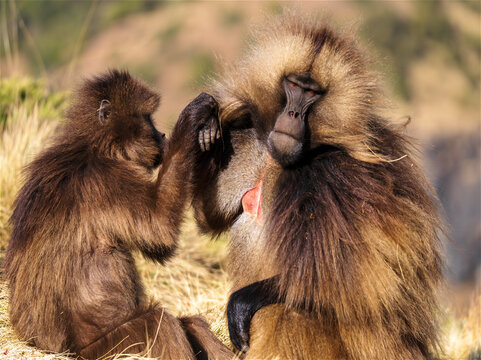Gelada female grooming male. Gelada baboon, the bleeding-heart monkey, in Simien National Park, world heritage site in the Ethiopian Highlands