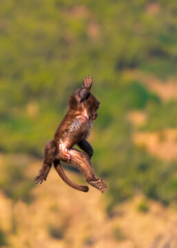 Male Gelada youngster jumping. The gelada baboon, the bleeding-heart monkey, in Simien National Park, world heritage site in the Ethiopian Highlands