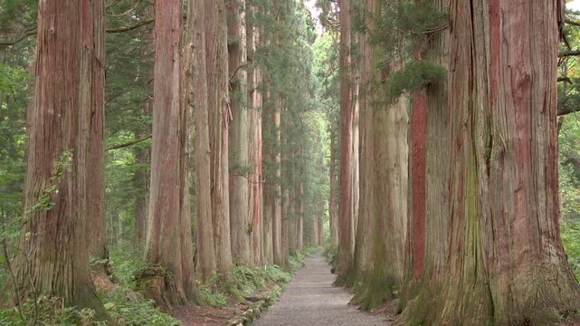 戸隠神社奥社　参道の杉並木