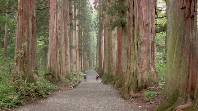 戸隠神社奥社　参道の杉並木