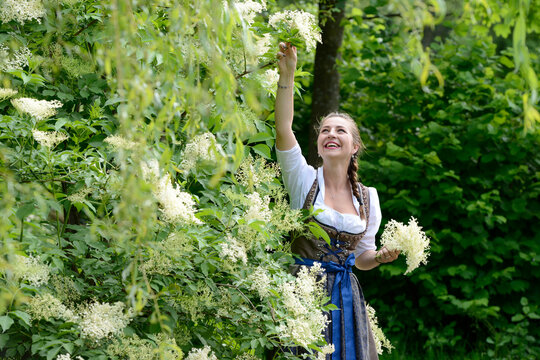 Germany, Bavaria, smiling woman wearing dirndl picking elderflowers